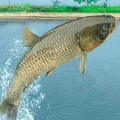 水庫工作魚