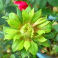 virudhaka