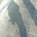 gravity_x