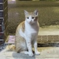 77琠