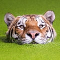lionm