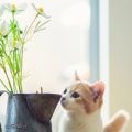 auscat
