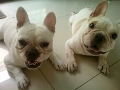 pampers0956