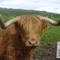 mohicans