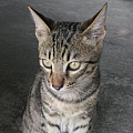 Zhiting
