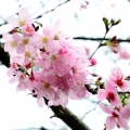 塔瑪希