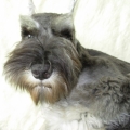 Sunny_Roger