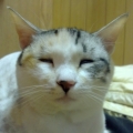 布魯斯 金