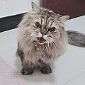等離子倍潔