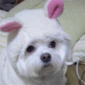 feng3d