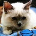 mignon_0928