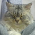 shencetian