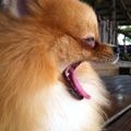Samumu