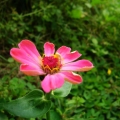 ciao巧