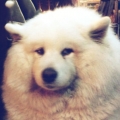 Pukia
