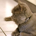 kevin0819