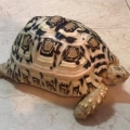 劉金歲月