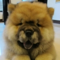 寶寶愛哈尼