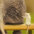 elephantmom