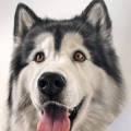 gh1572