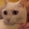 whitecat99