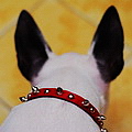 jimmyliu