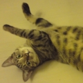 carfishcat