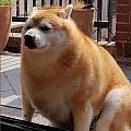 linmababamon