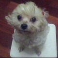 A號