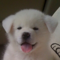 nana_pouvoir
