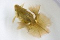 金魚筱玲