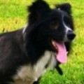 BordreCollie