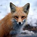 foxnoodles