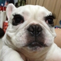LouisSu