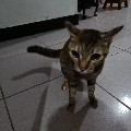 daniawang