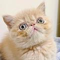YingTTzu