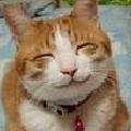Q貓