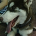 cyter