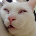 桃雅絲