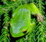 Accumick