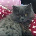 MIAOLIU