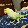 Zero牙