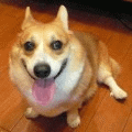 corgikl