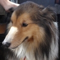 rexcctsai