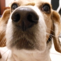 moca=dog