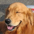 schumydog