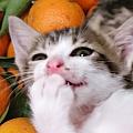 atticcat