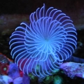 cpcc33