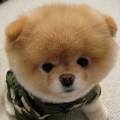 yuki_chi