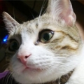緒緋綾